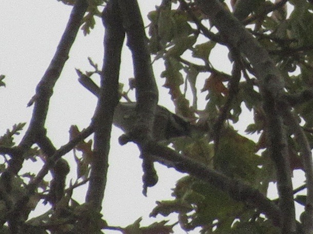 Black-throated Gray Warbler - Adam Burnett