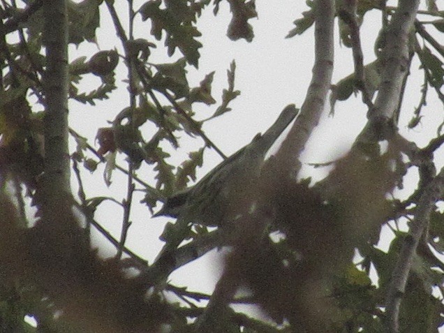 Black-throated Gray Warbler - ML611293889