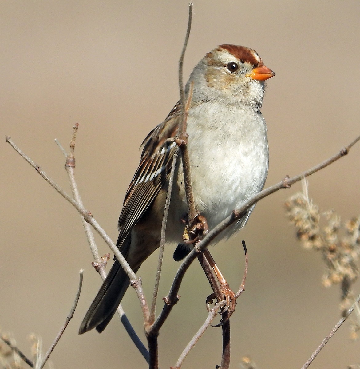 White-crowned Sparrow - ML611294554