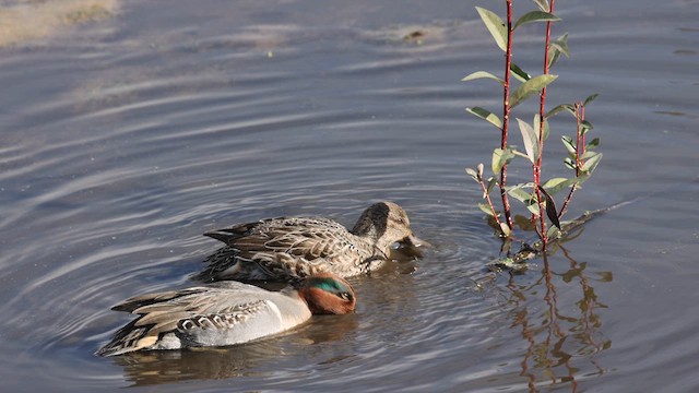 Green-winged Teal - ML611294721