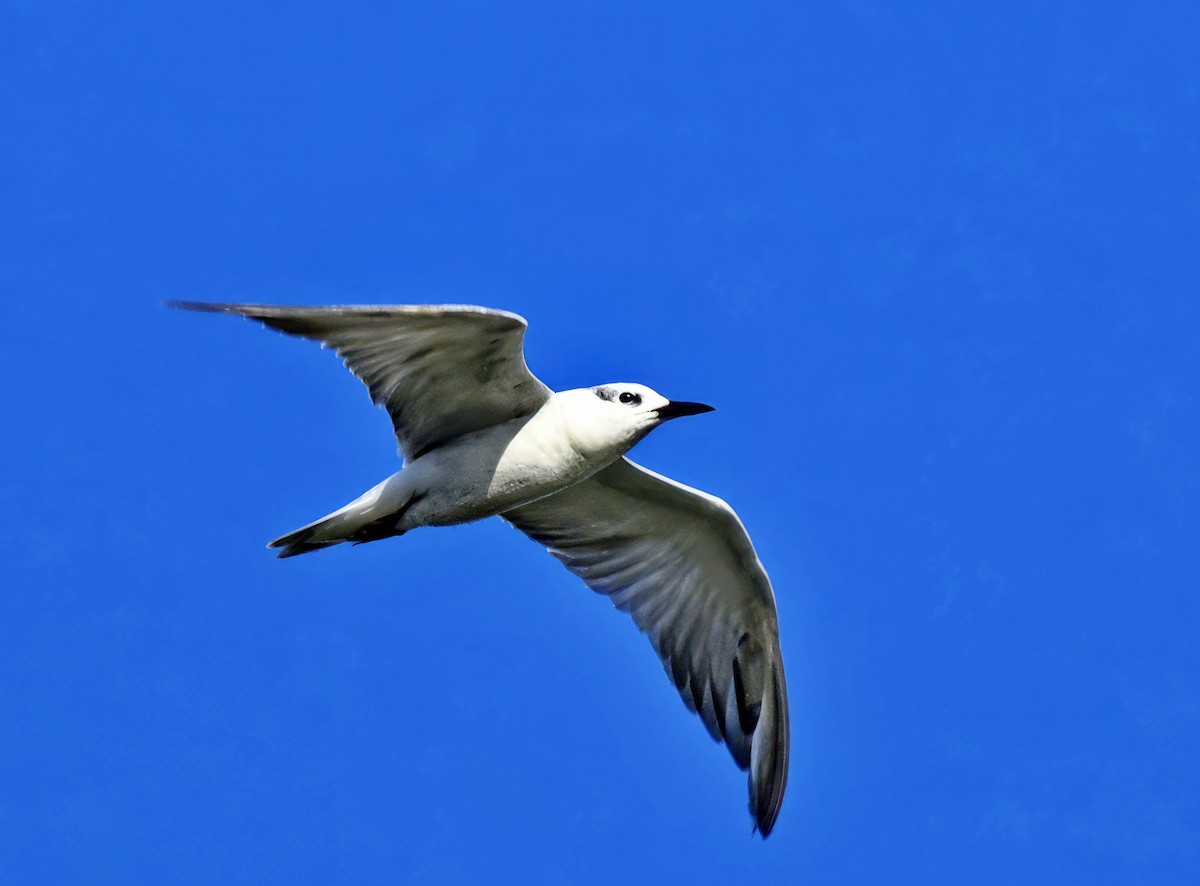 Gull-billed Tern - ML611295154