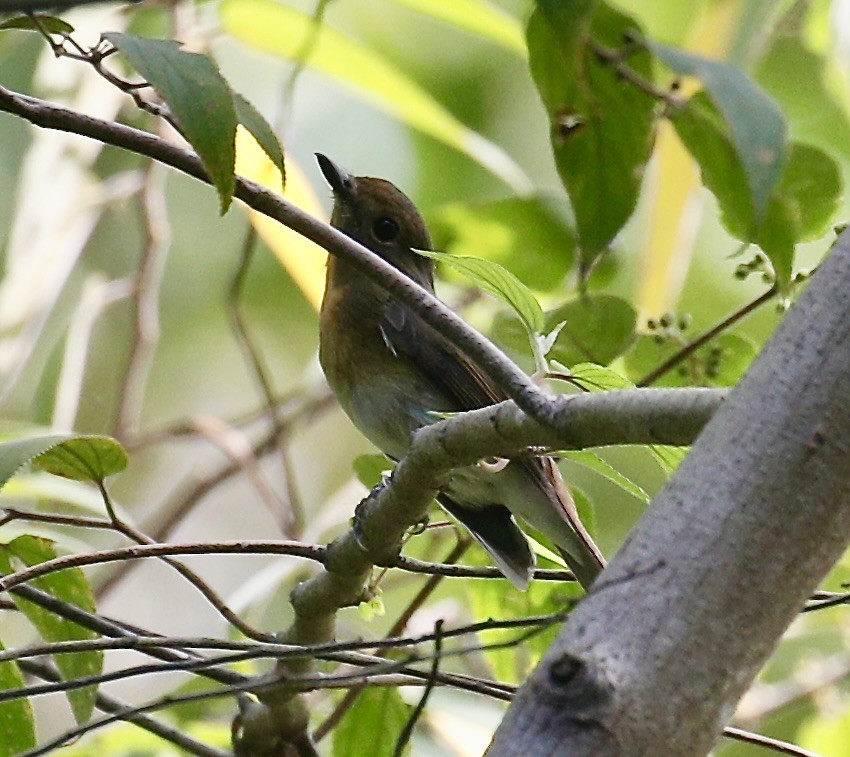 Hainan Blue Flycatcher - ML611295415