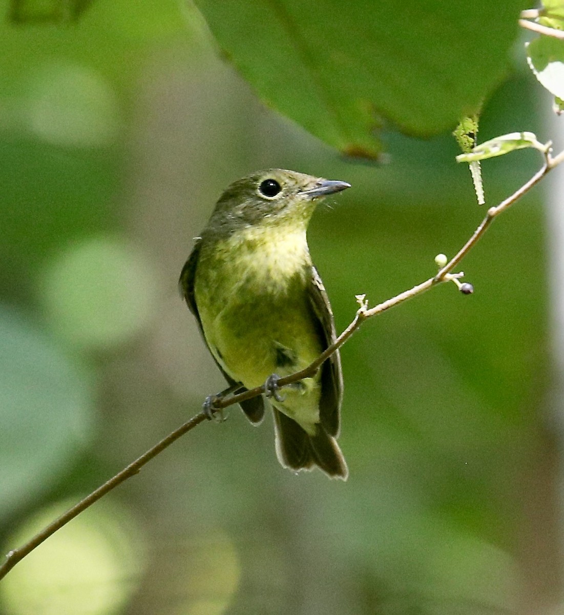 Green-backed Flycatcher - ML611295422
