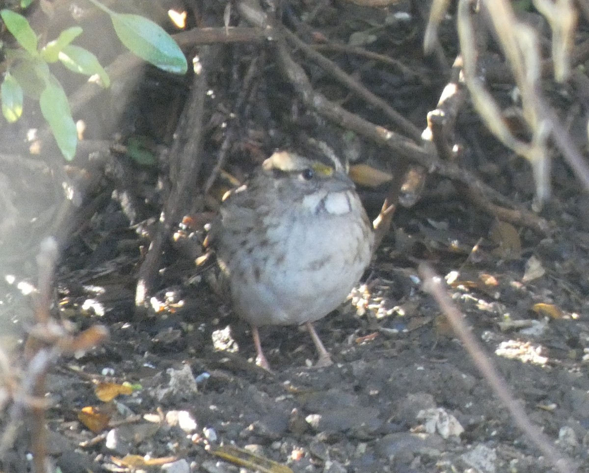 White-throated Sparrow - ML611295487