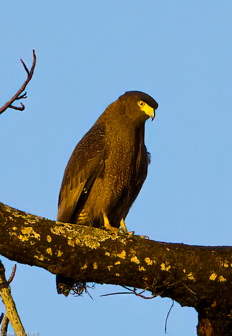 Crested Serpent-Eagle - ML611295687