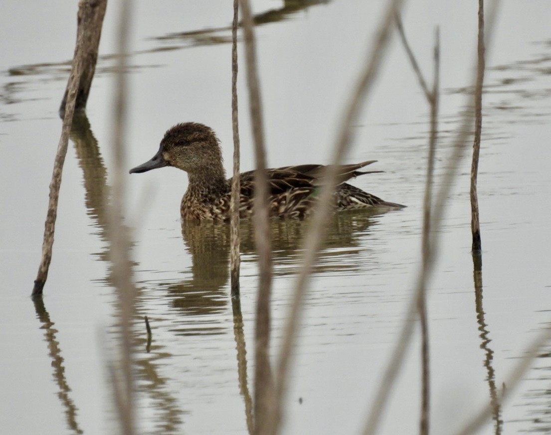 Green-winged Teal - ML611295722