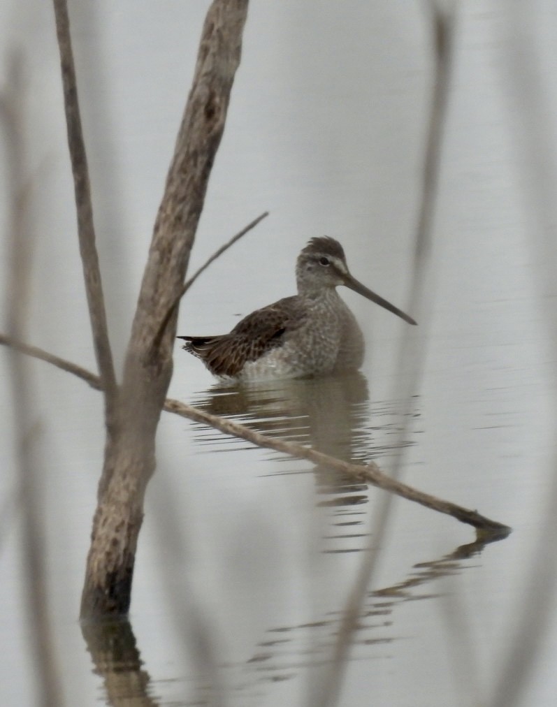 Long-billed Dowitcher - ML611295758