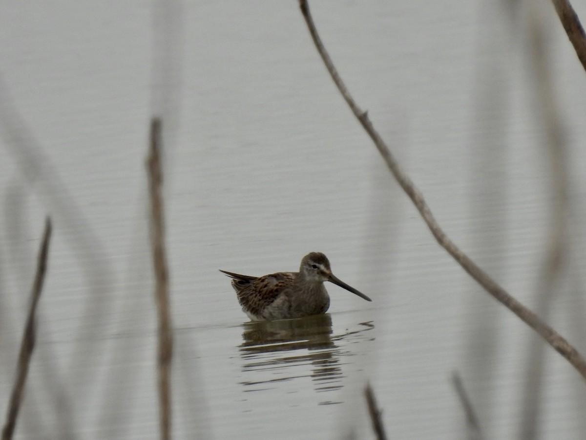 Long-billed Dowitcher - ML611295760