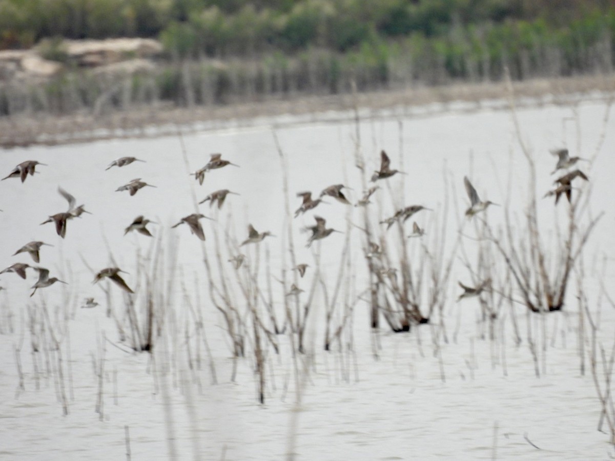 Long-billed Dowitcher - ML611295761