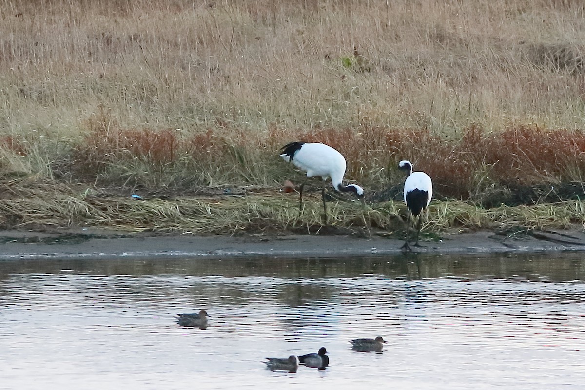 Red-crowned Crane - ML611295879