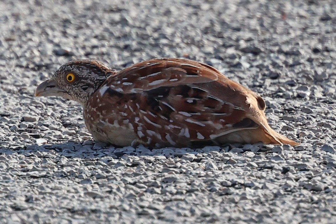 Chestnut-backed Buttonquail - ML611295957