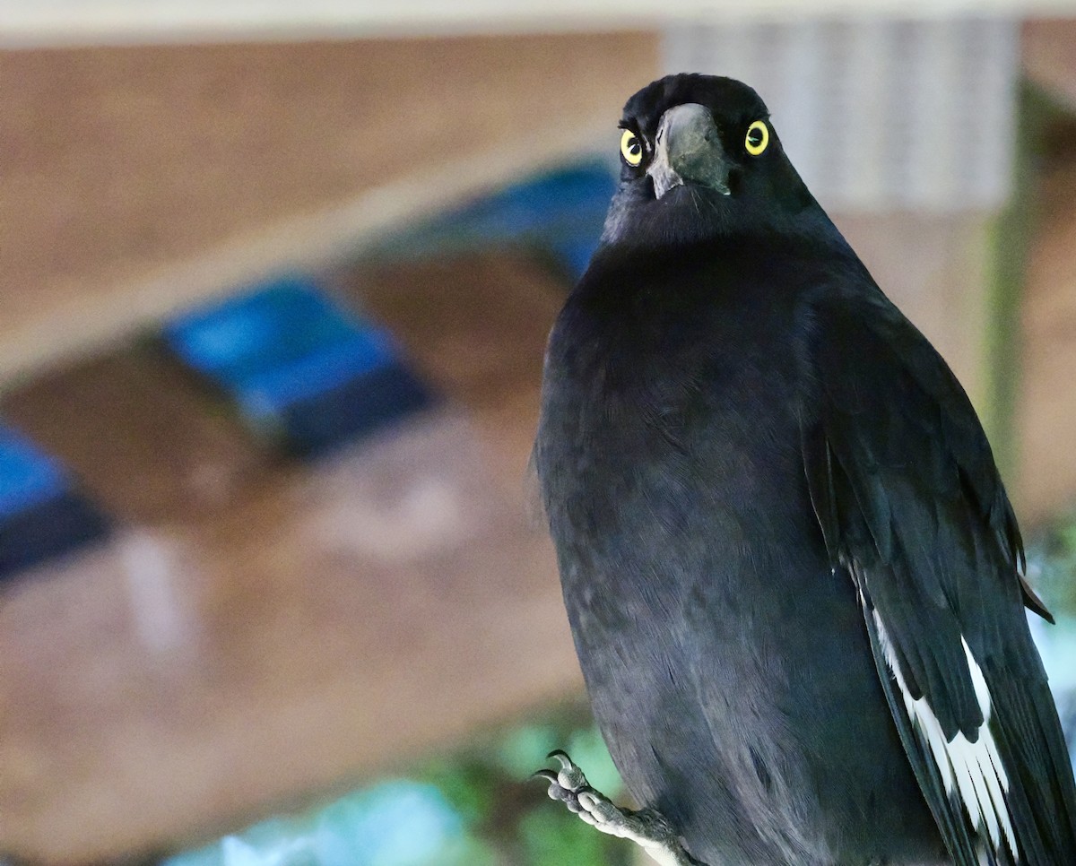Pied Currawong - ML611296201