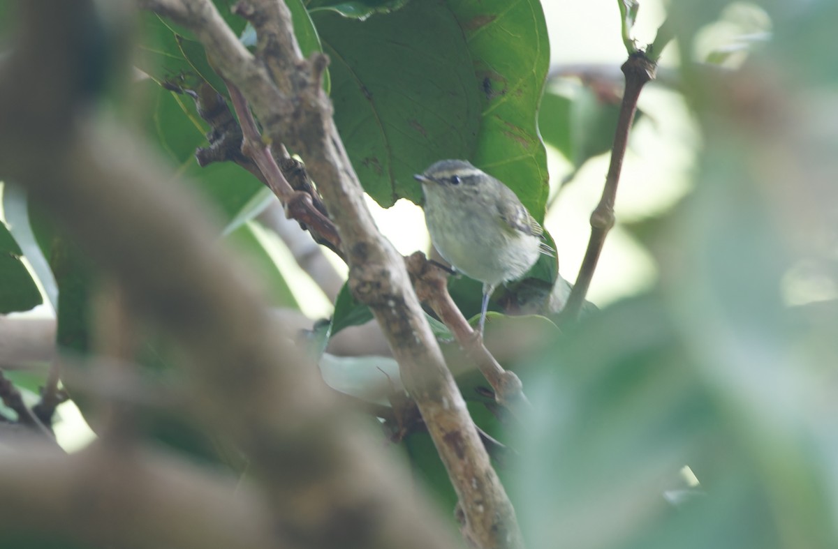 Yellow-browed Warbler - ML611296318