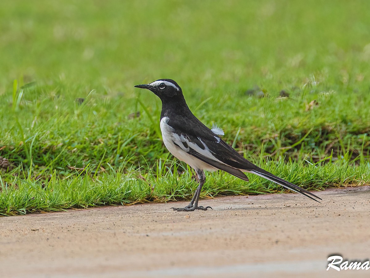 White-browed Wagtail - ML611296407