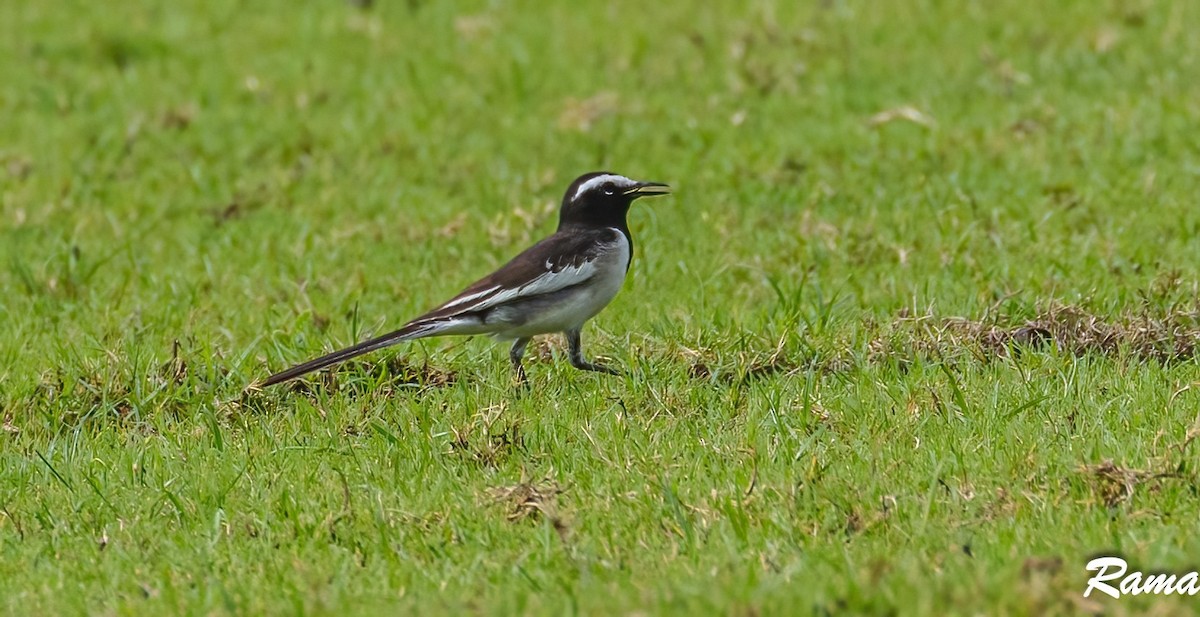 White-browed Wagtail - ML611296416