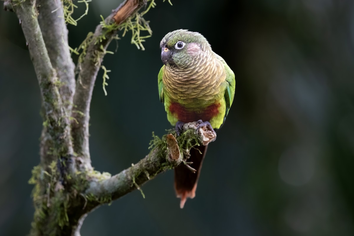 Maroon-bellied Parakeet - Stuart Kelly