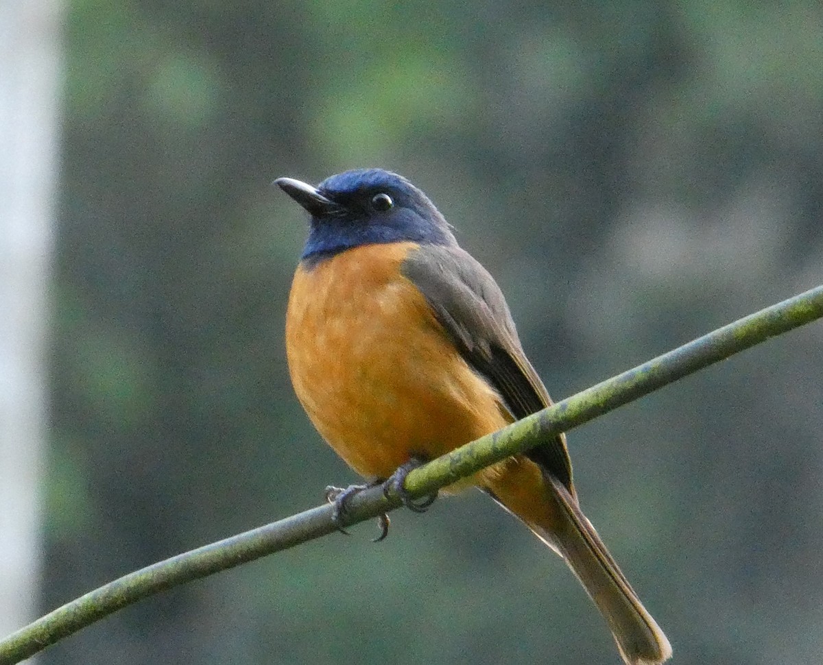 Blue-fronted Flycatcher - ML611296742