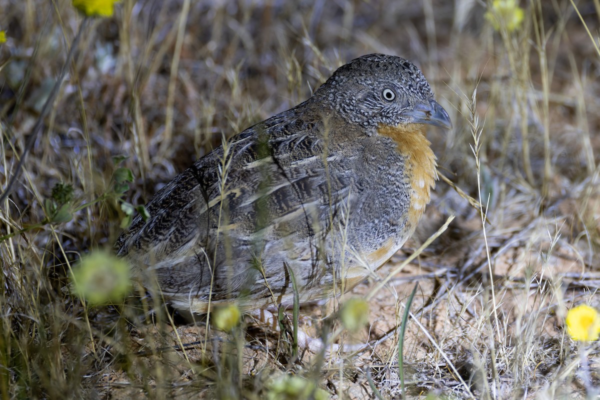 Red-chested Buttonquail - Steve Popple