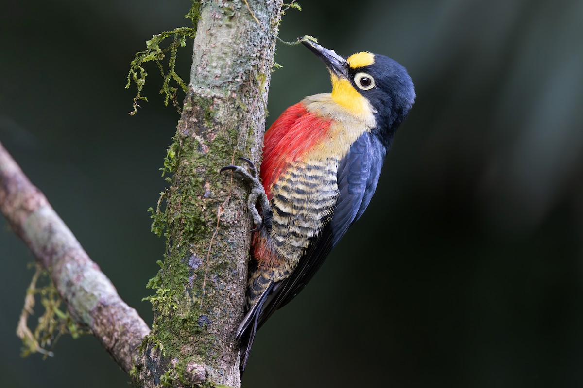 Yellow-fronted Woodpecker - ML611296838