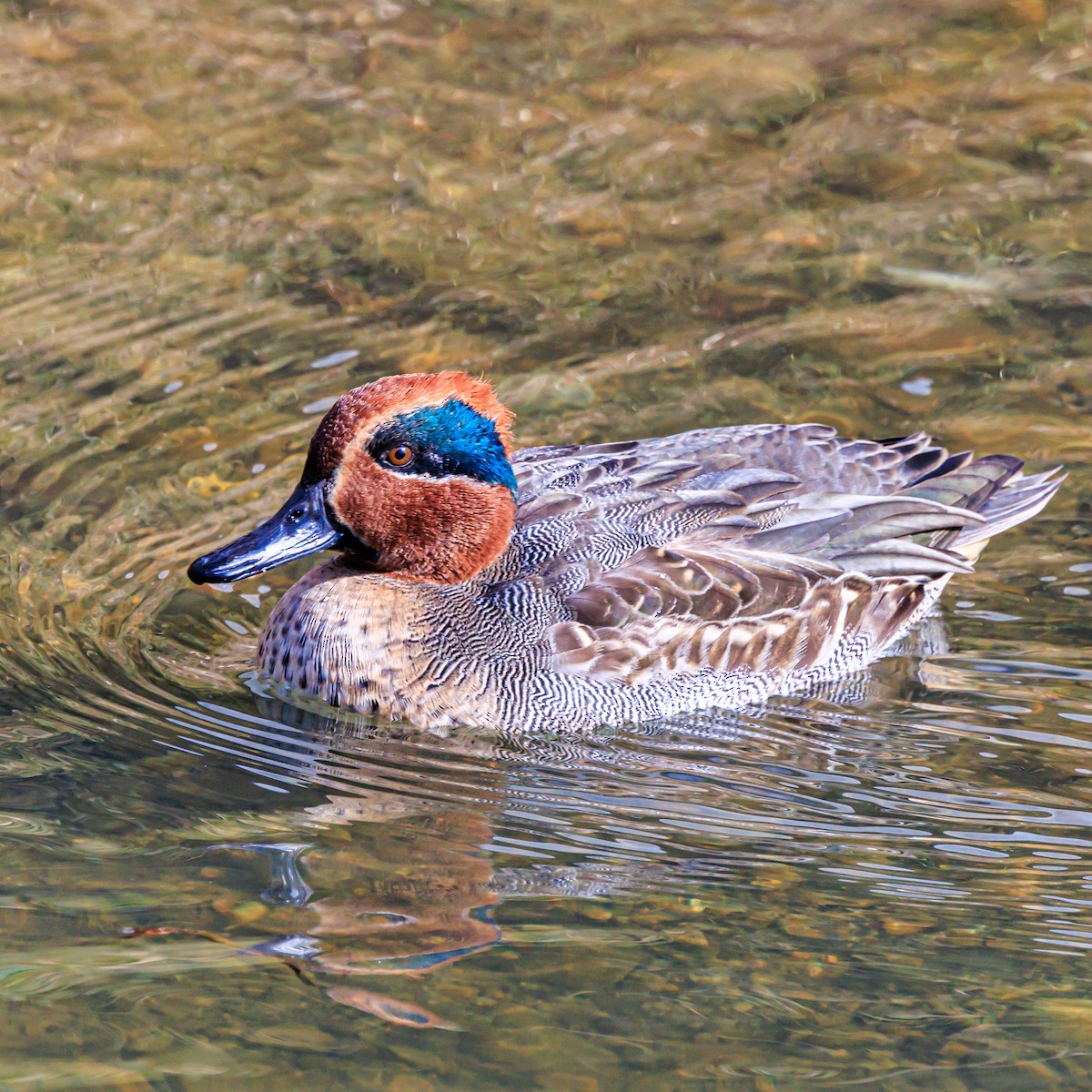 Green-winged Teal - ML611296950