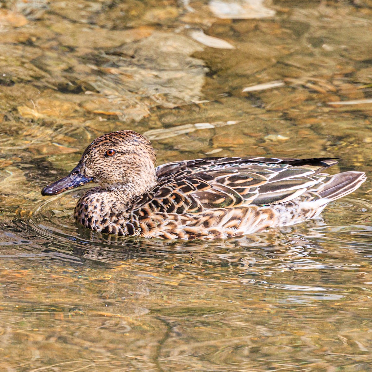 Green-winged Teal - ML611296955