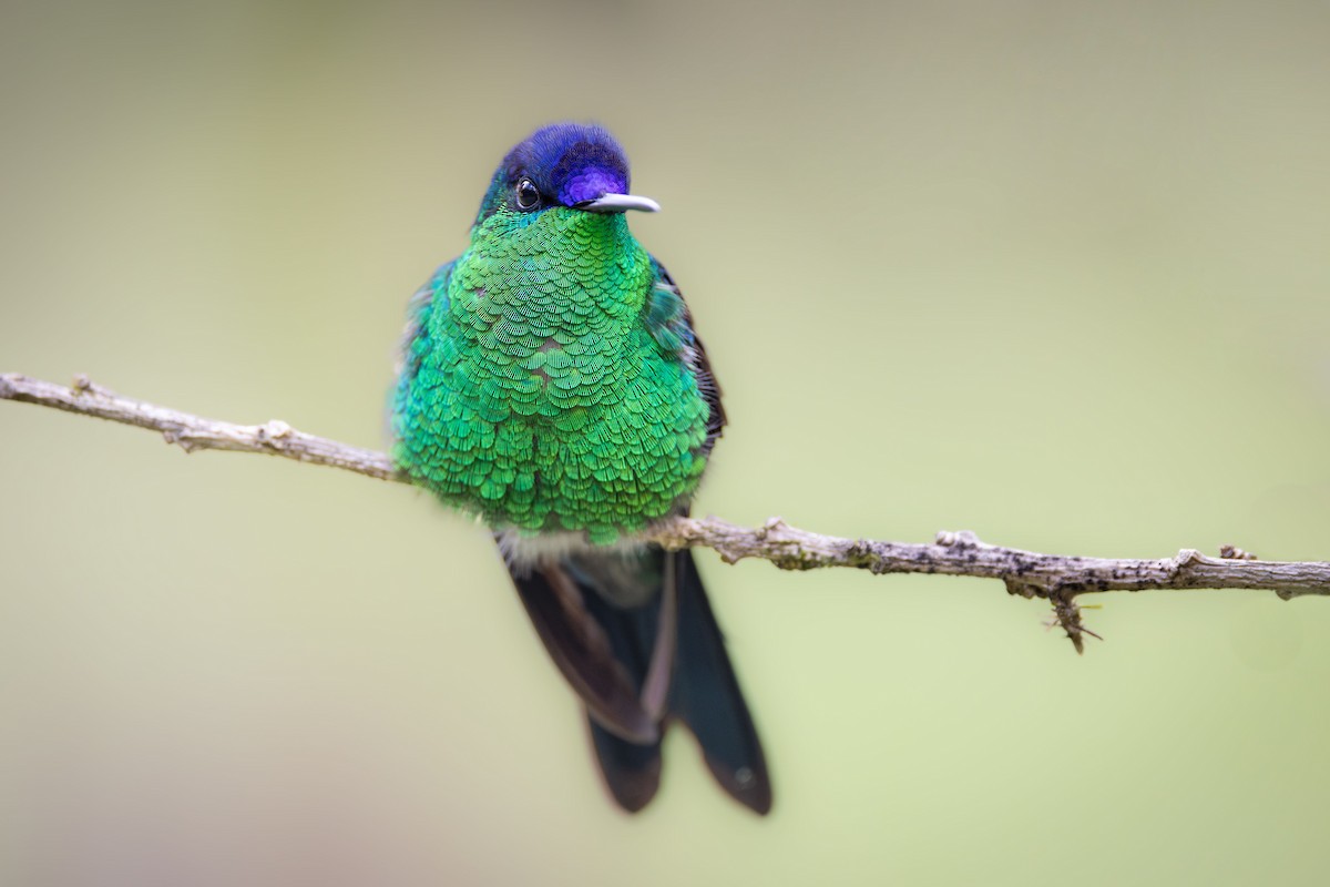 kolibřík fialovotemenný - ML611296973