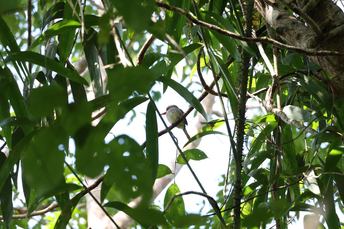 Banded Kingfisher (Banded) - Akekachoke Buranaanun