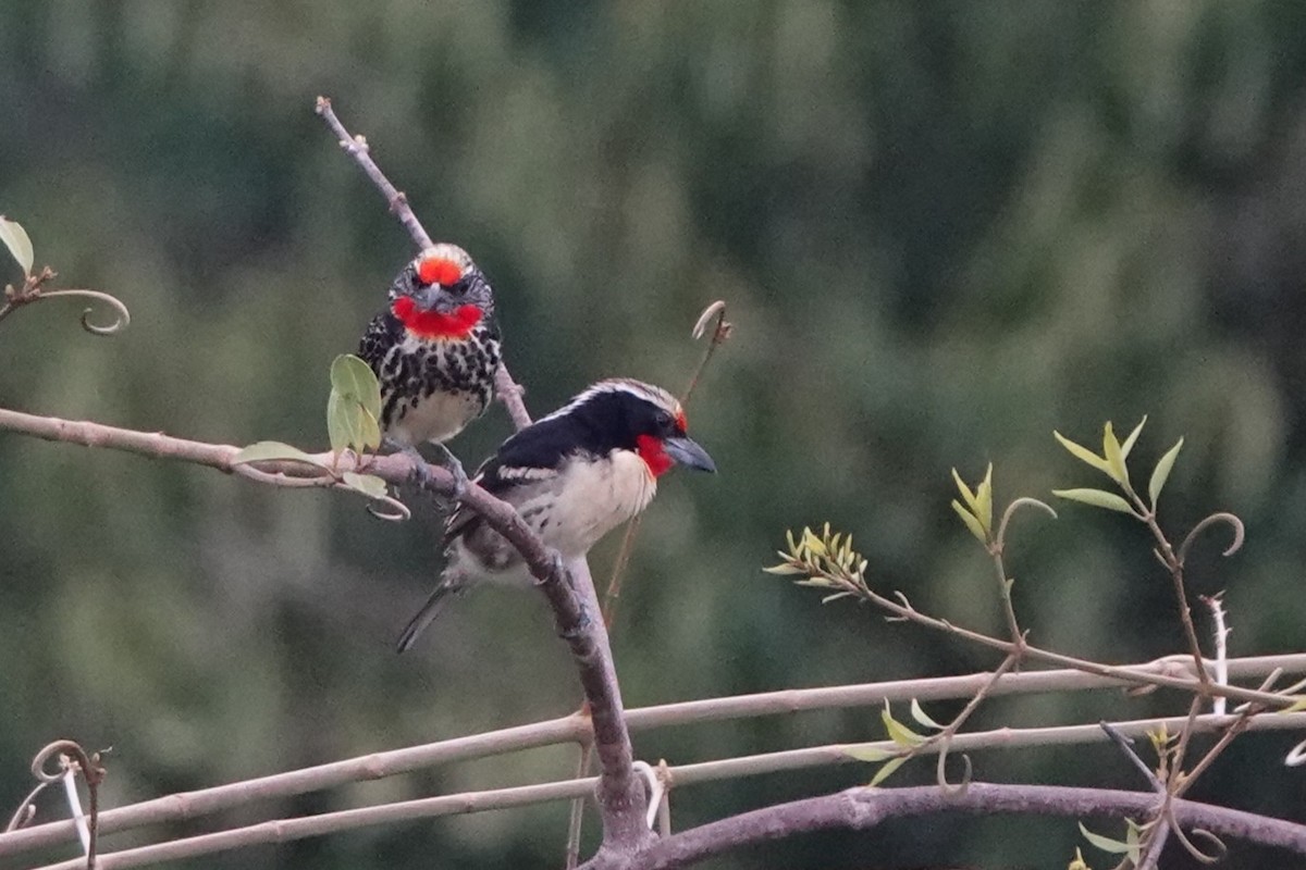Black-spotted Barbet - Terry Doyle