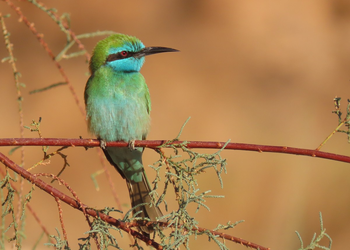 Arabian Green Bee-eater - ML611297963