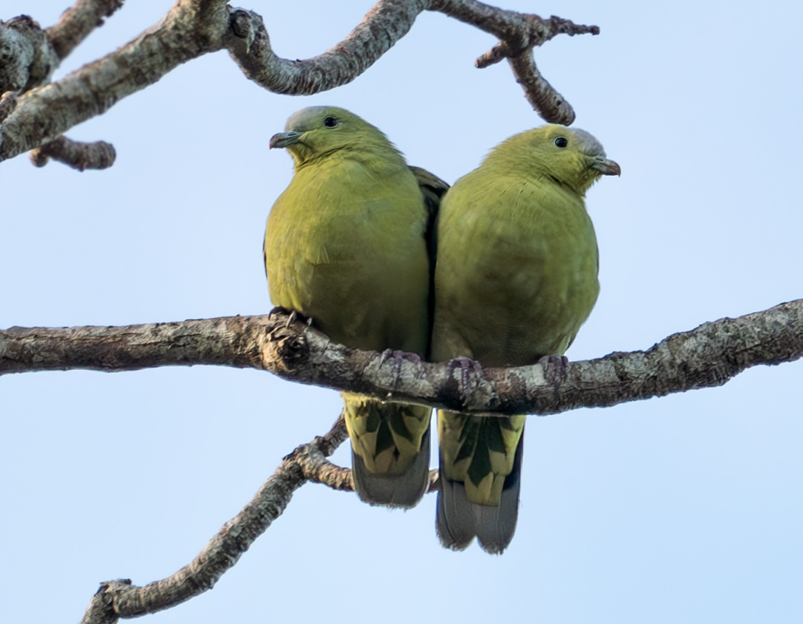 Андаманский зеленый голубь - ML611298164