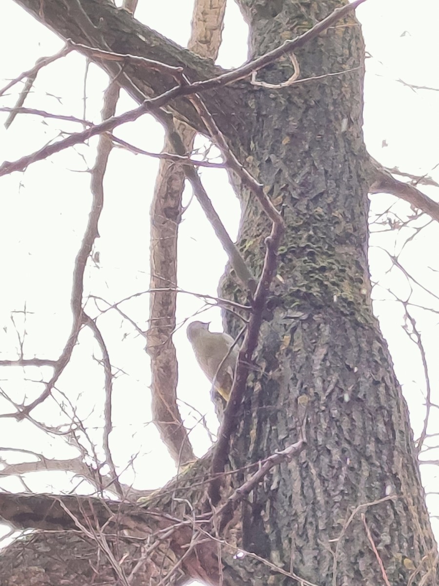 Gray-headed Woodpecker - ML611298245
