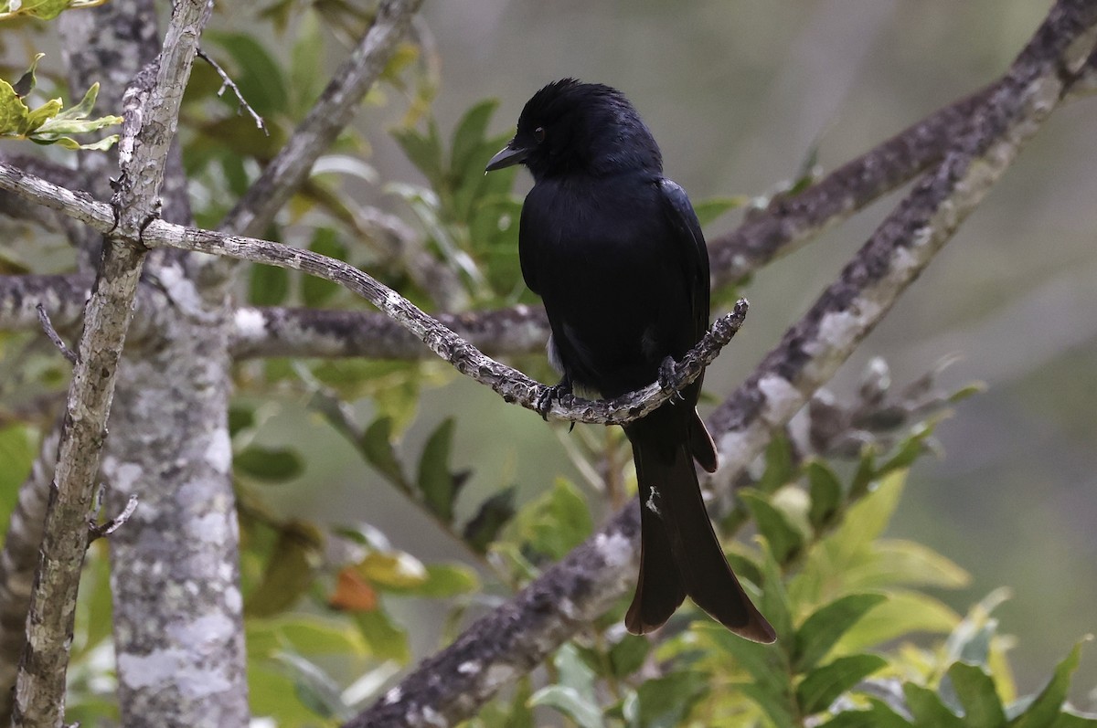 Fork-tailed Drongo - ML611298315