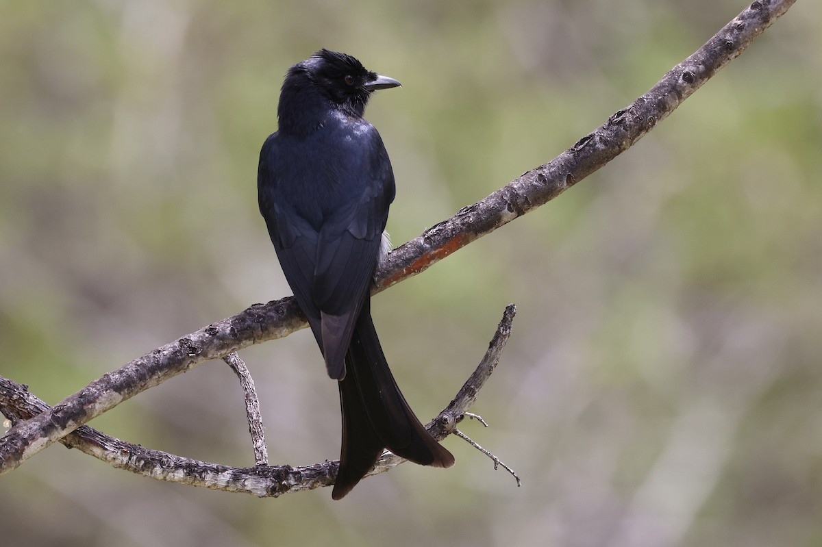 Fork-tailed Drongo - ML611298316