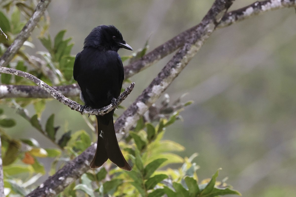 Fork-tailed Drongo - ML611298317