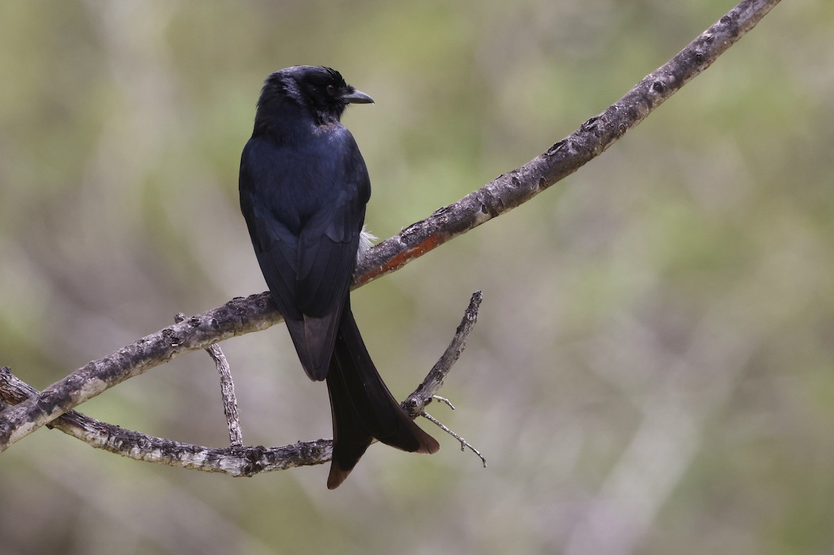 Fork-tailed Drongo - ML611298318