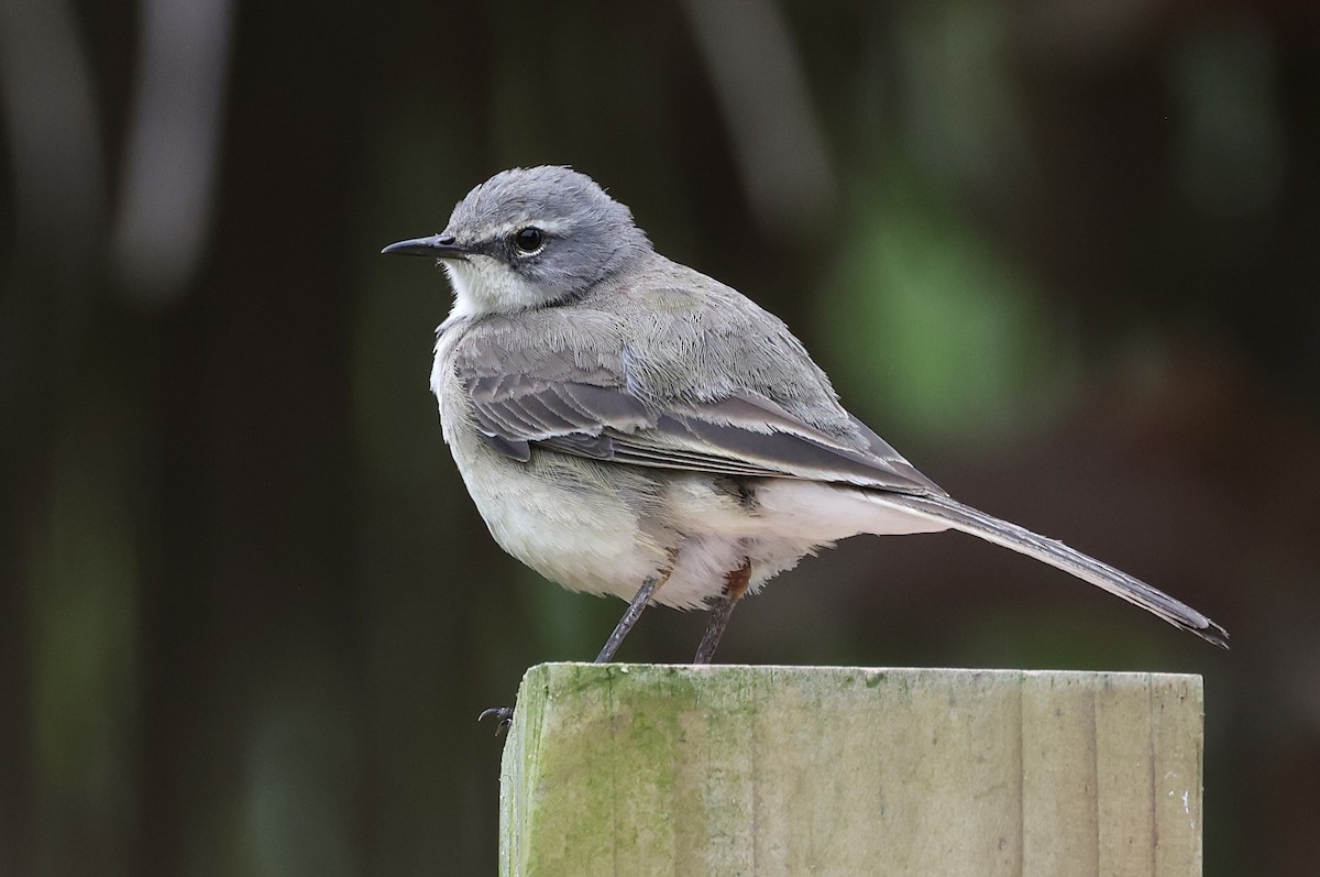 Cape Wagtail - ML611298332