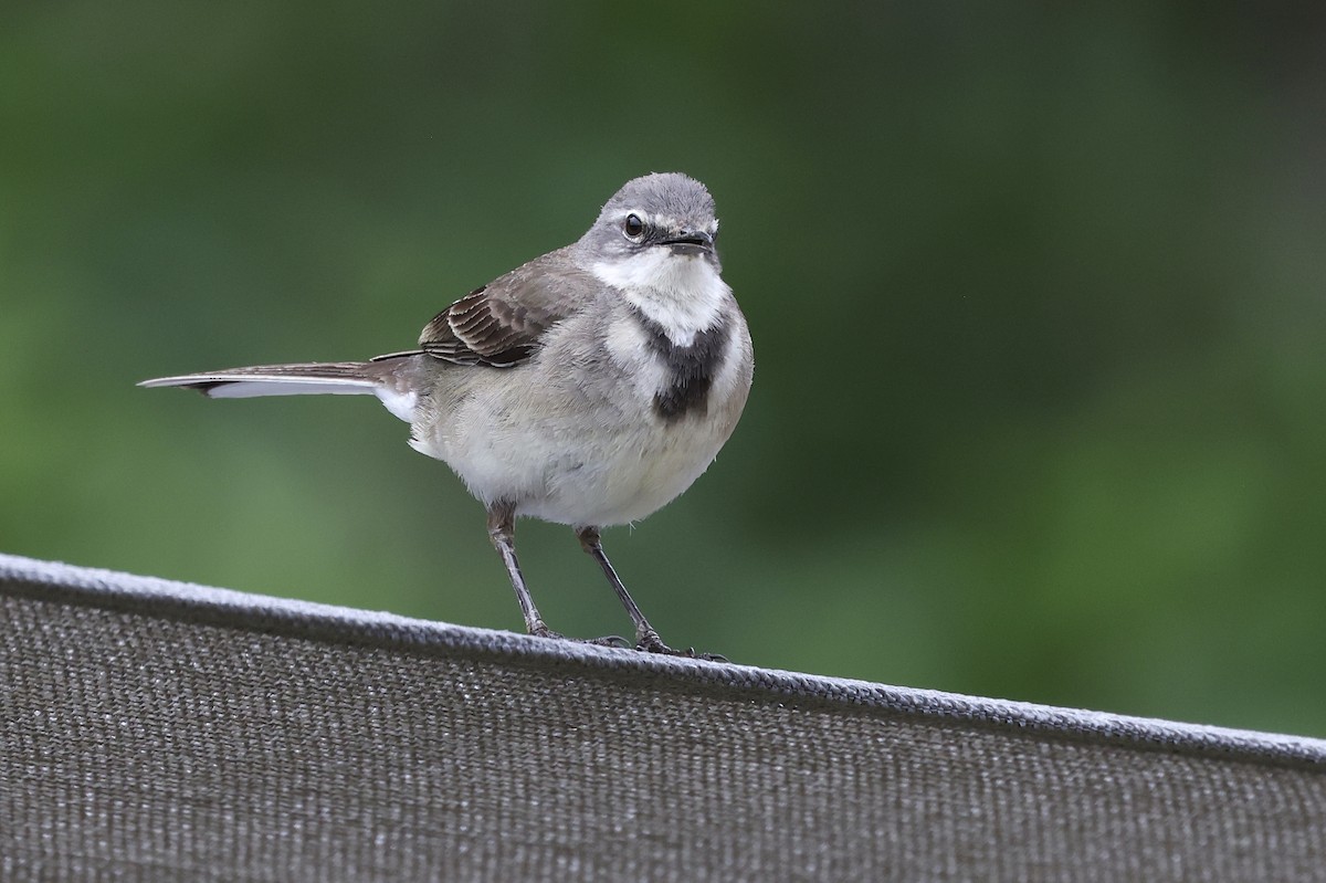Cape Wagtail - ML611298334