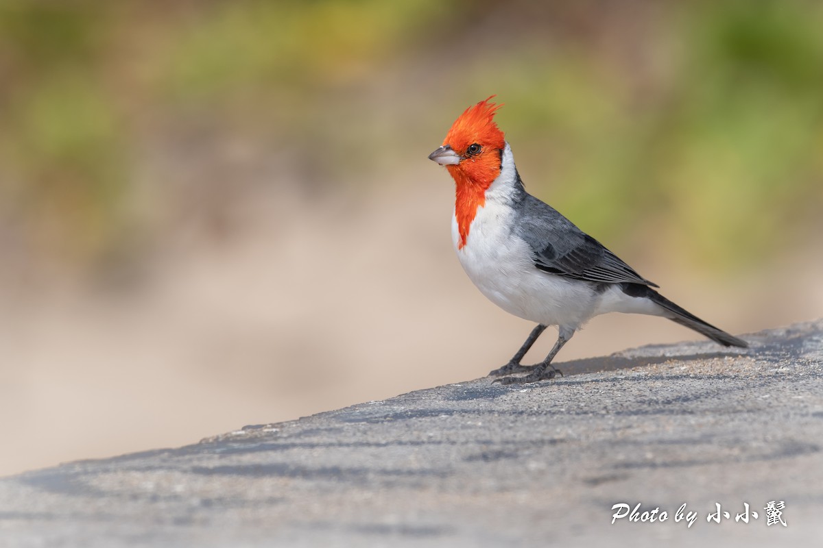 Red-crested Cardinal - Hanyang Ye
