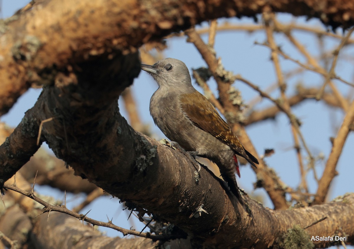 African Gray Woodpecker (Gray) - ML611298952