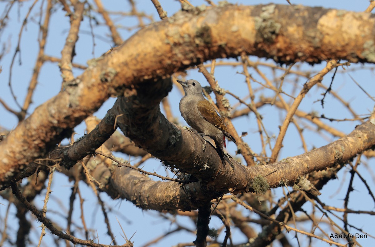 African Gray Woodpecker (Gray) - ML611298953