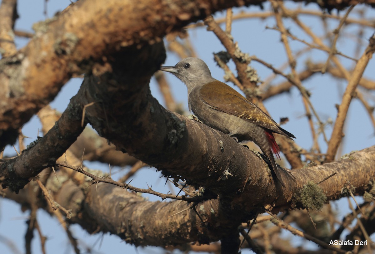 African Gray Woodpecker (Gray) - ML611298954