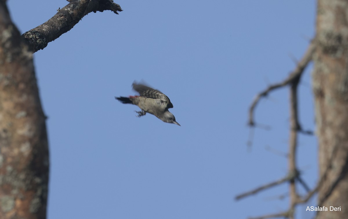 African Gray Woodpecker (Gray) - ML611298982