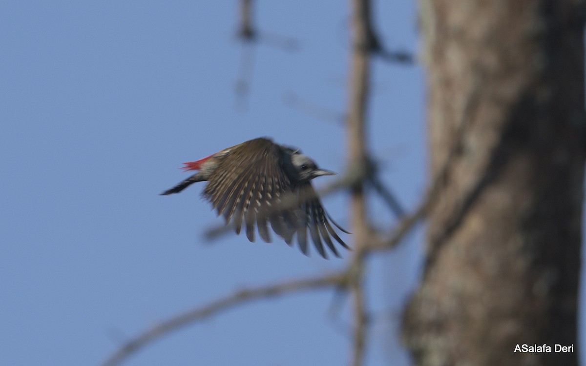 African Gray Woodpecker (Gray) - ML611298986