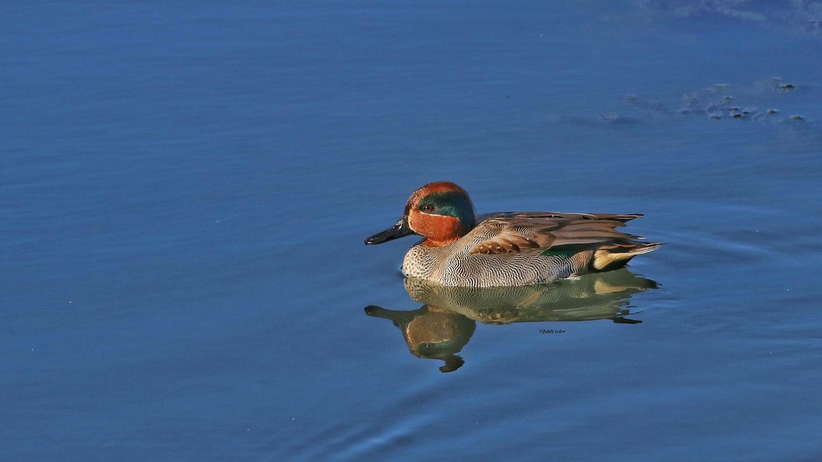 Green-winged Teal - ML611299133