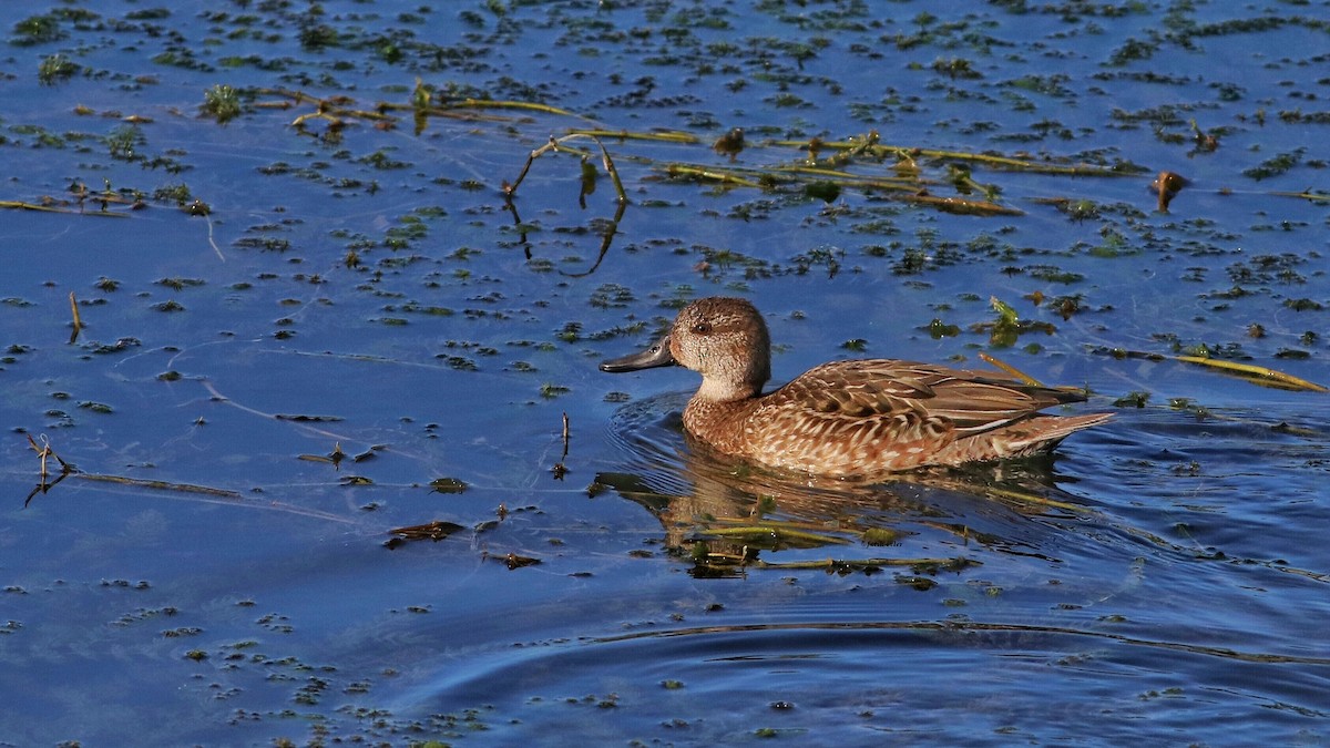 Green-winged Teal - ML611299241