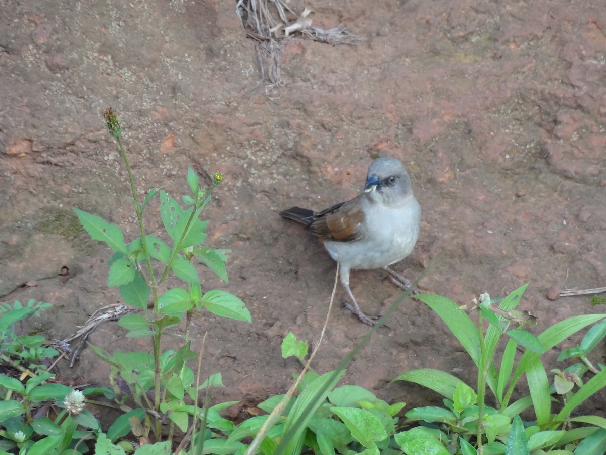 Northern Gray-headed Sparrow - ML611299953