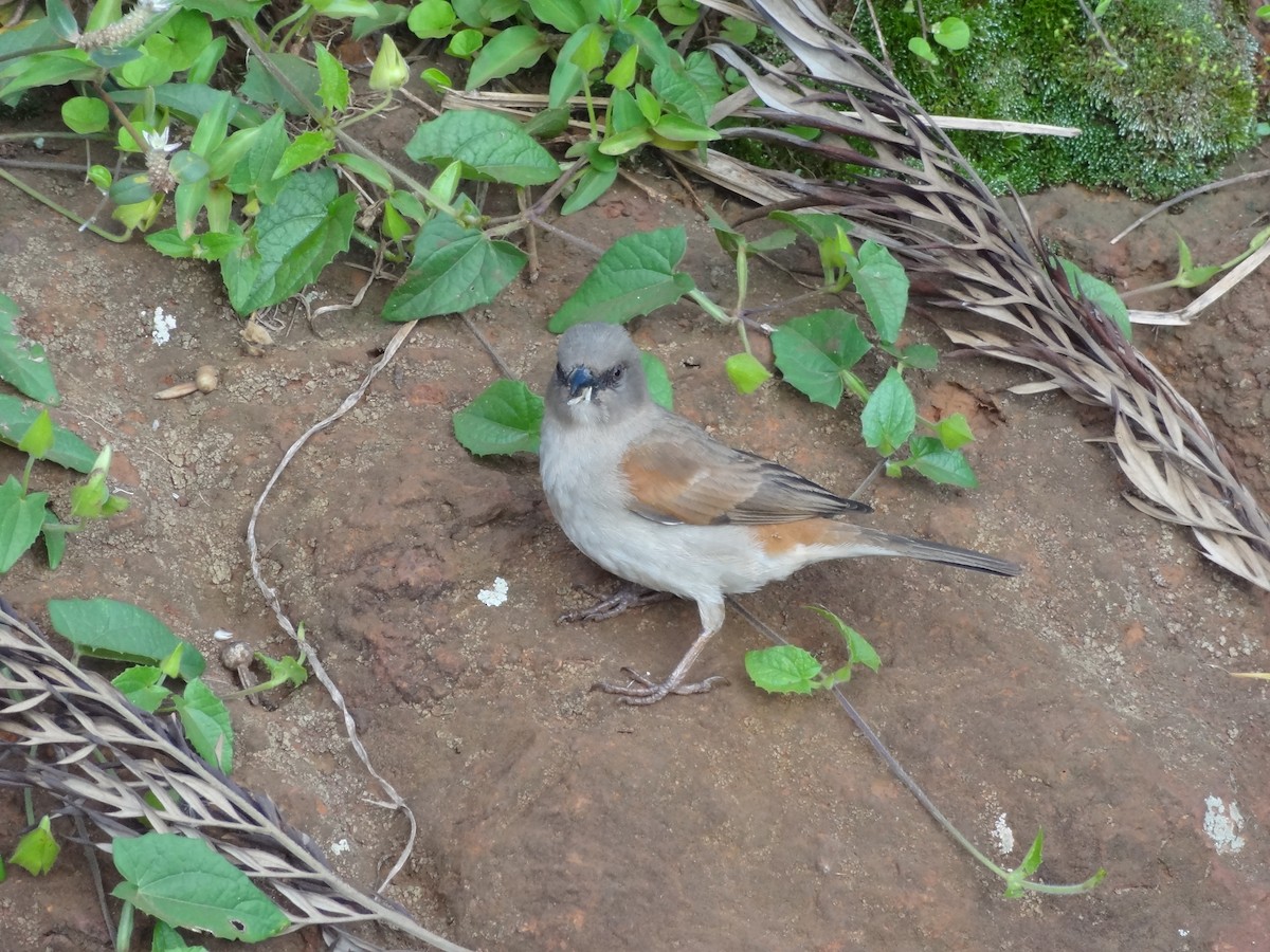 Northern Gray-headed Sparrow - ML611299954