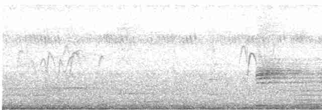 Dendrocygne siffleur - ML611300148