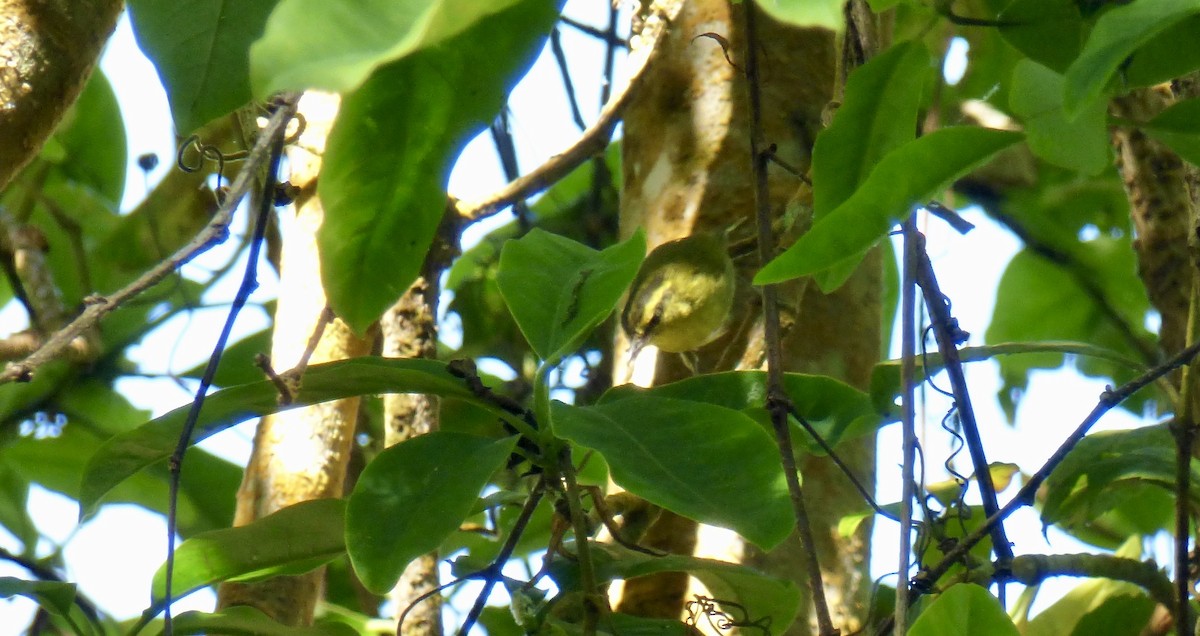 Mountain Leaf Warbler - ML611300198