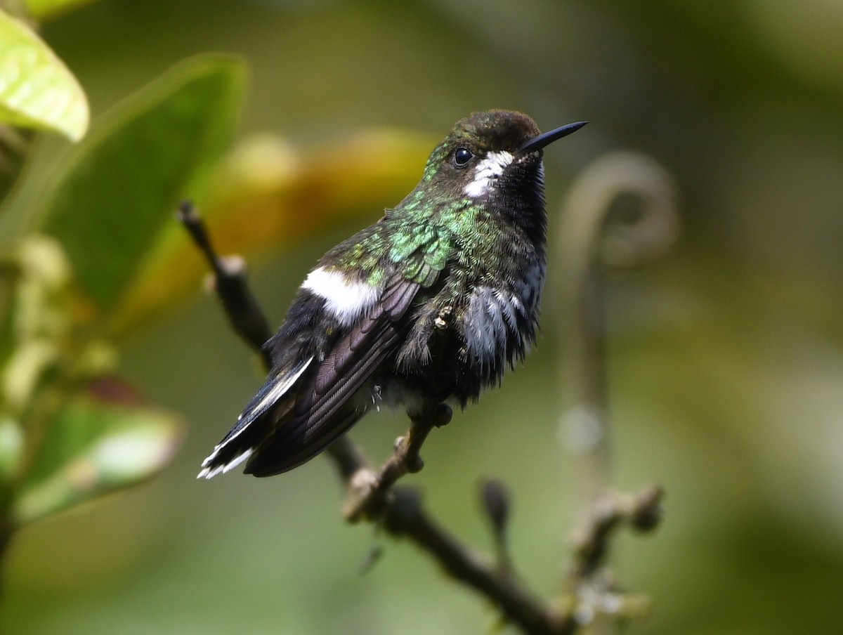 kolibřík trnoocasý - ML611300743